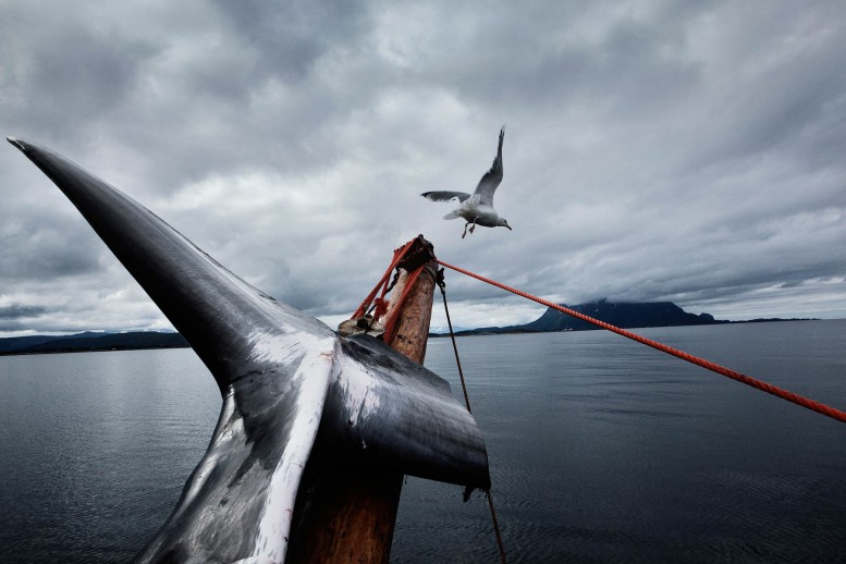 La comunidad de pescadores en las islas Lofoten en el noroeste de Noruega está disminuyendo lentamente, ya que su forma de vida está en vías de desaparición. Autor: Marcus Bleasdale