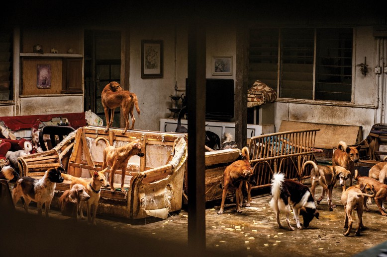 Perros deambulan por la casa de la expatriada alemana Barbara Janssen, que creó un asilo para perros callejeros en 2005, y hoy en día ofrece refugio a unos 250 de ellos. Autor: Julie McGuire