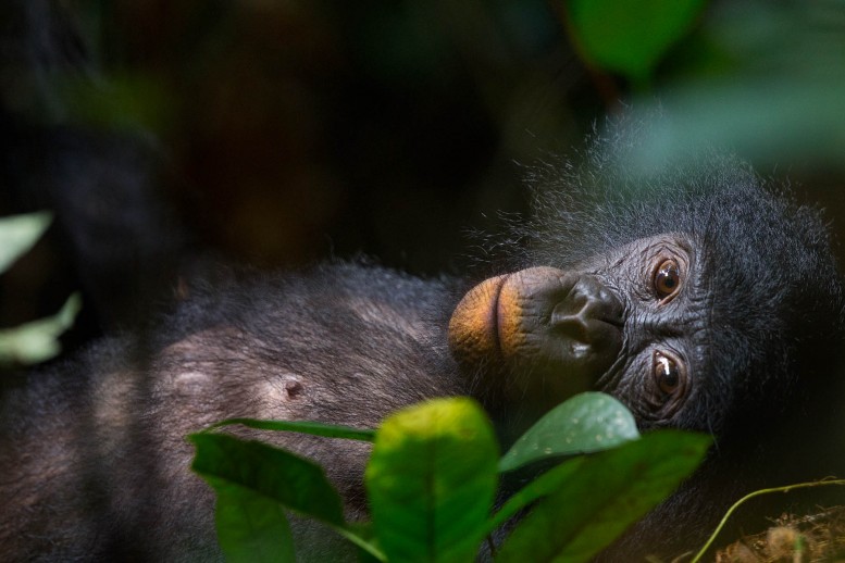 Los Bonobos, junto con los chimpancés, son nuestros parientes más cercanos. También se encuentran entre los primates menos estudiados. Autor: Christian Ziegler