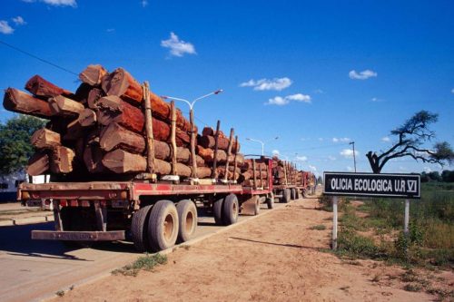 Camiones cargando toneladas de árboles talados en la zona de los bosques del Chaco, Argentina [Foto: Christian Ostrosky vía Flickr].