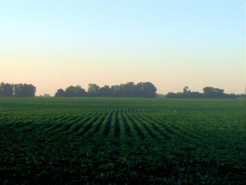 Terreno cultivado con soja en Argentina [Foto: "Alfonso" vía WikimediaCommons].