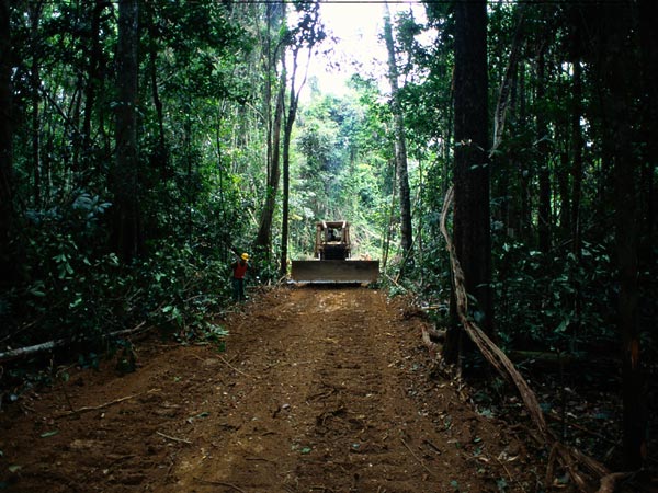 Deforestación Brasil por construcción de carreteras 