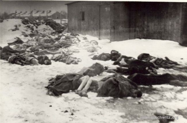 Muertos antes de la liberación del campo de Auschwitz. Cuando el ejército soviético entró en el campo encontraron 200 cuerpos de personas asesinadas justo antes de la liberación. Extraída de la web del Museo de Auschwitz 