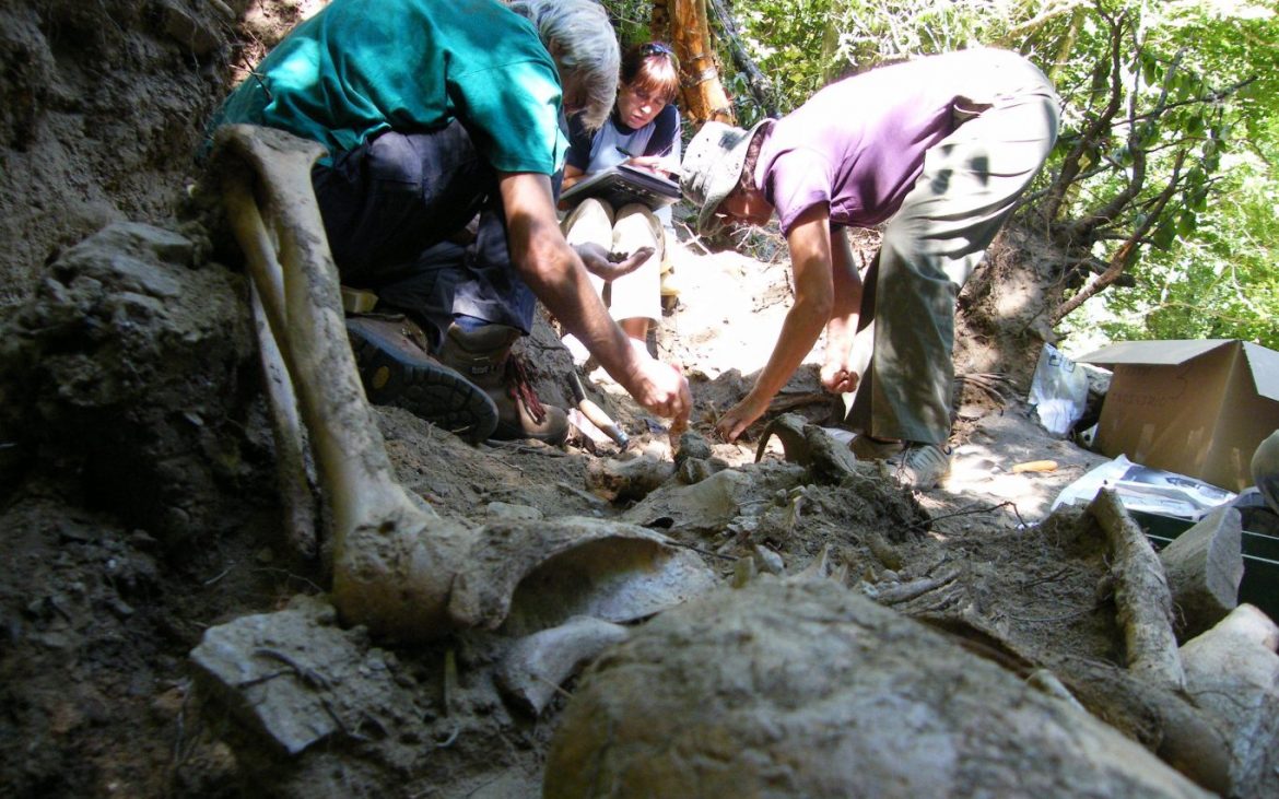  Exhumación por parte de la Asociación para la Recuperación de la Memoria Histórica de una fosa de la Guerra Civil en Tejedo del Sil (El Bierzo). (Foto: FCPB, via Wikimedia Commons).