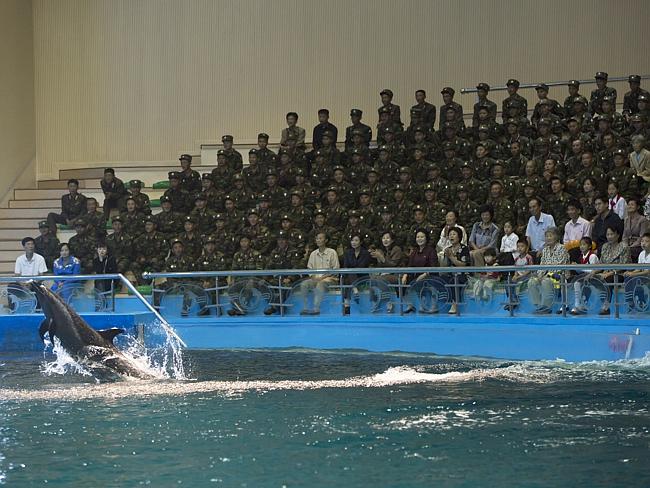 "Cuando visitas el delfinario de Pyongyang, puedes fotografiar a los animales, pero no a los soldados, que conformaban el 90 del púbico" Eric Lafforgue.