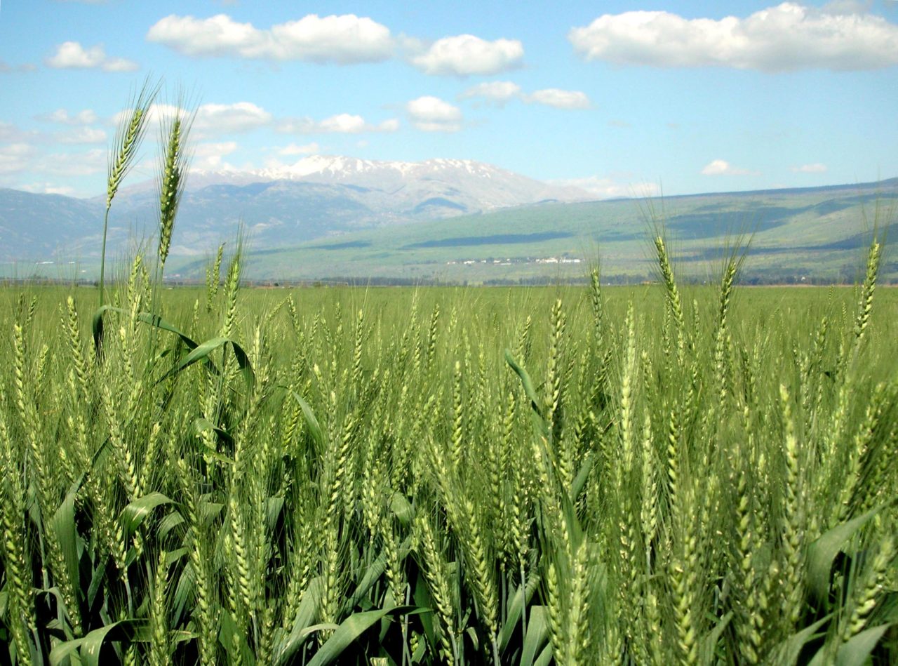 Wheat-haHula-ISRAEL2